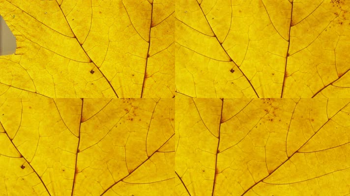 金黄色叶子，树木树叶纹理