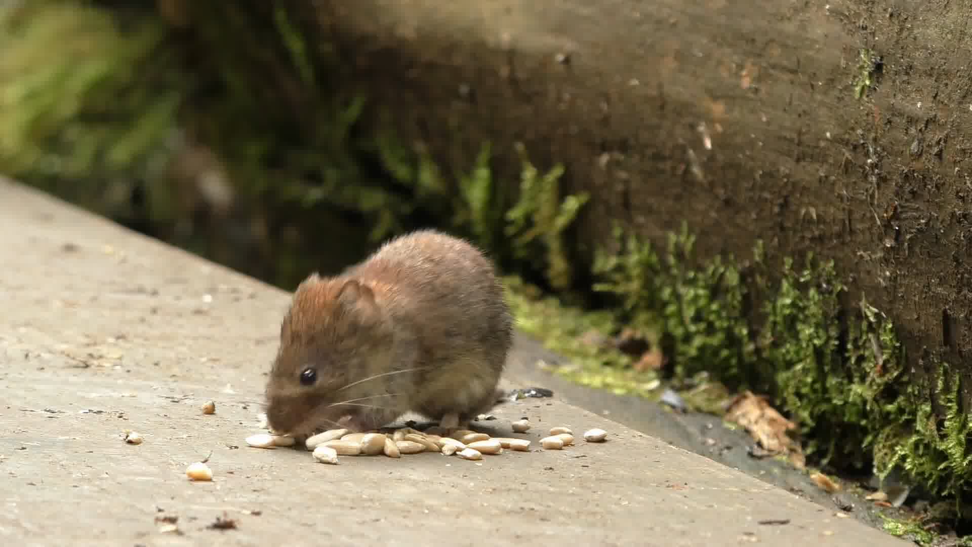 老鼠觅食老鼠吃东西老鼠实验视频素材下载,实拍老鼠觅食老鼠吃东西