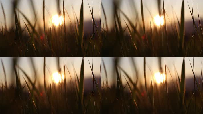 阳光逆光夕阳，野草大自然风景