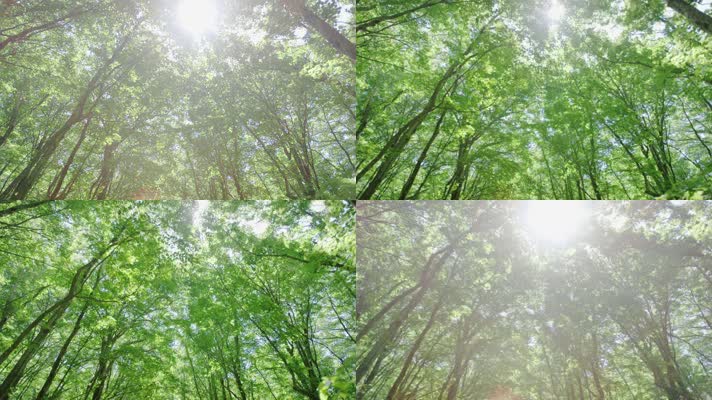 森林阳光，仰视树林光芒