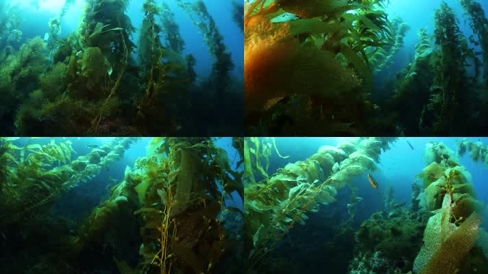 海底海带，海底森林，海藻