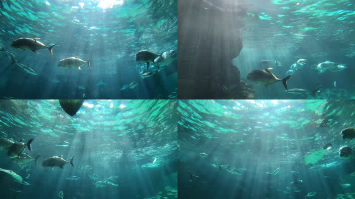 海底世界，海底光线，海鱼游泳
