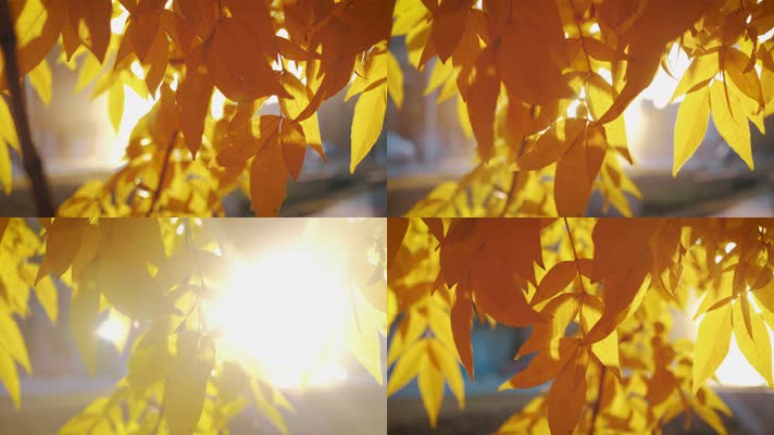 【4K】秋天树林阳光穿透树叶