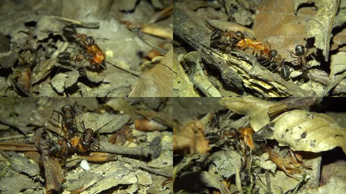 自然 弱肉强食-蚂蚁 猎食细节片段   