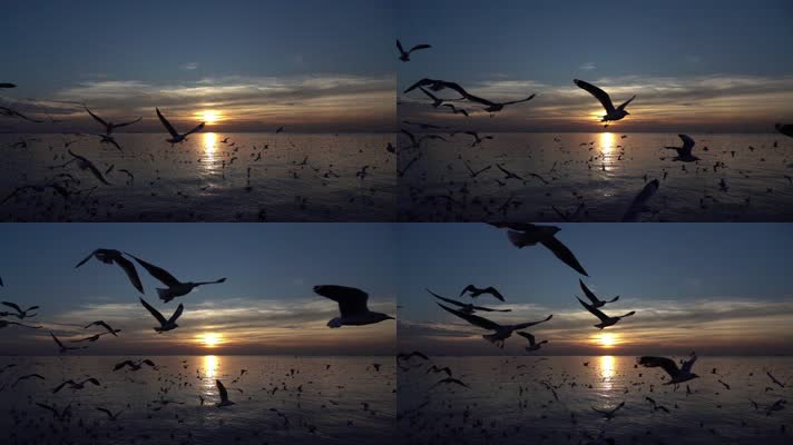 海上海鸥飞翔夕阳美景