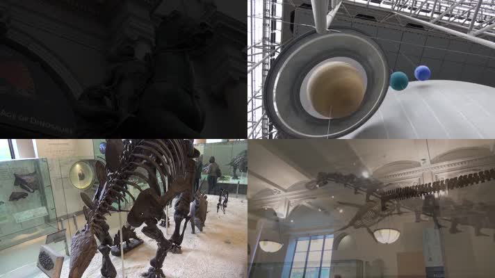 博物馆，动物博物馆，生物进化