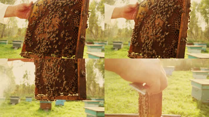 【4K】养蜂场实拍，蜂农蜂蜜