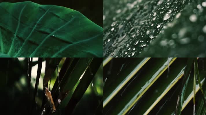 下雨雨水，植物滴水，手接水