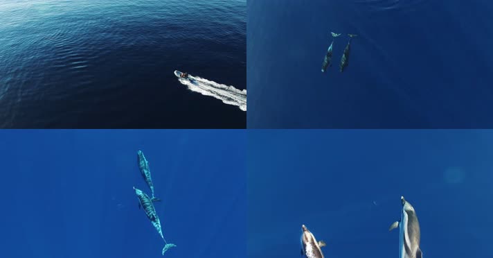 大海海豚4K