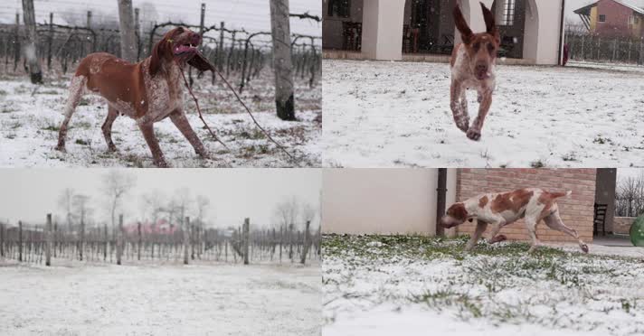 冬天小狗奔跑，小狗玩耍
