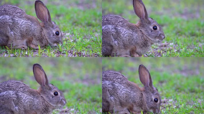 可爱兔子，兔子吃草