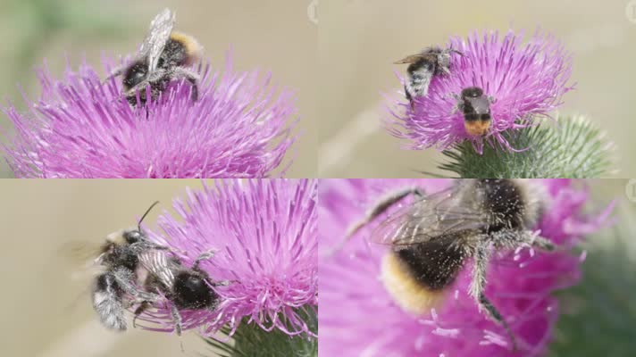 花上的动物 蜜蜂 蝴蝶 苍蝇 特写