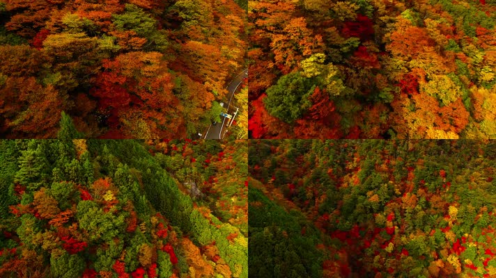 航拍秋天的森林