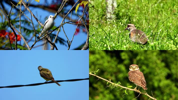 大自然小鸟合集，自然生态