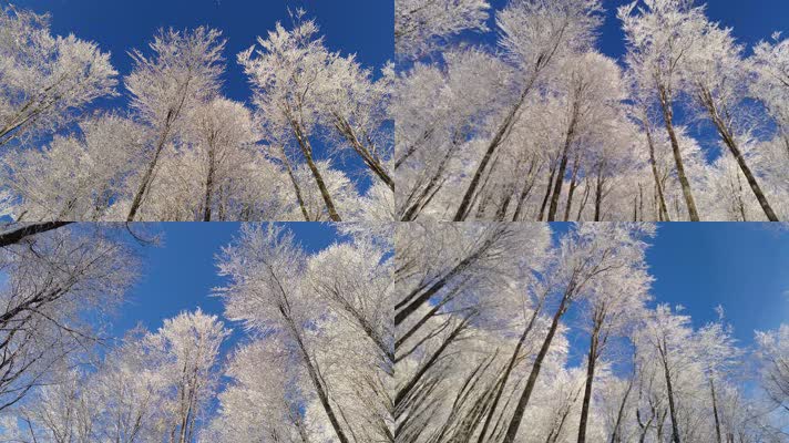 美丽的雪树和天空