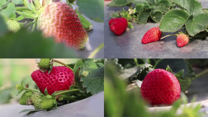 实拍草莓视频