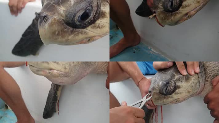 大海龟，海洋污染，塑料污染