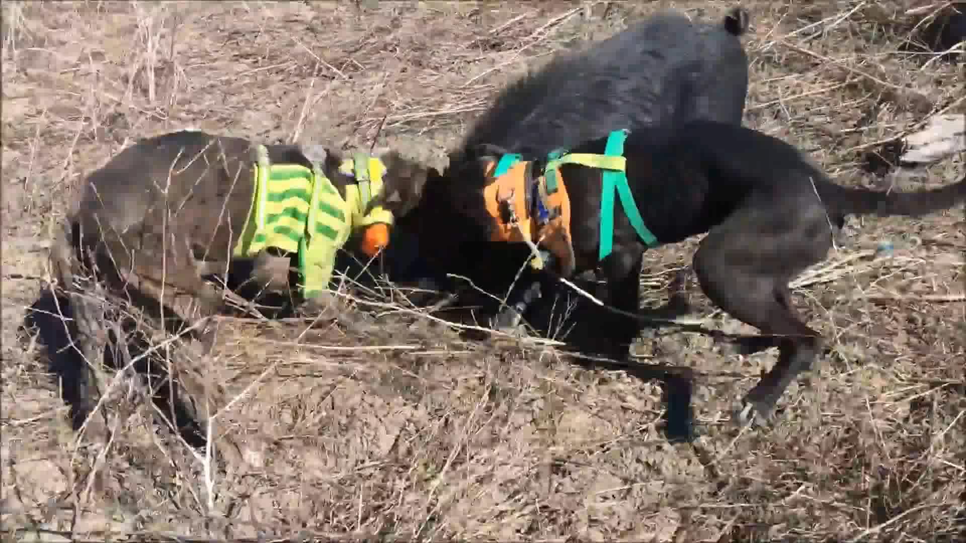 猎犬围猎野猪视频素材