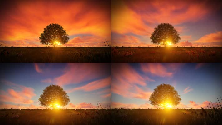 草地上的树与日落阳光和橙色云三维动画