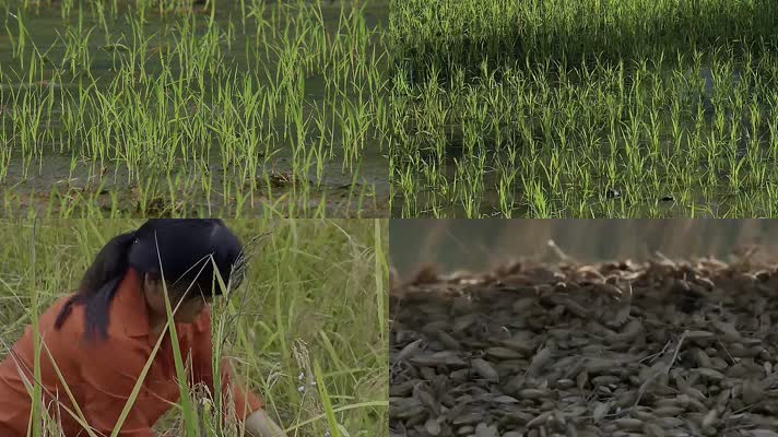万年贡米种植和收获