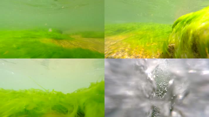 4K水下拍摄水草