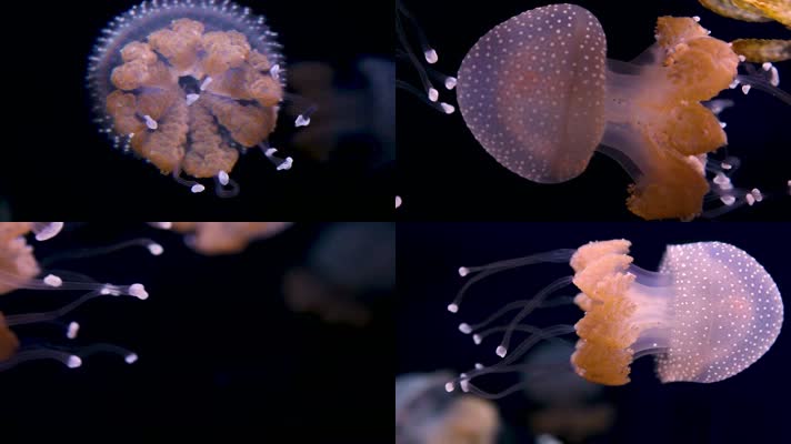 水母，海洋生物
