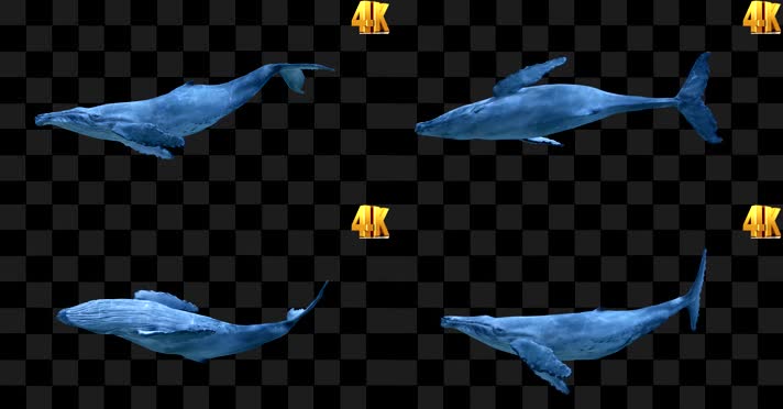 蓝鲸 游动 保护动物 