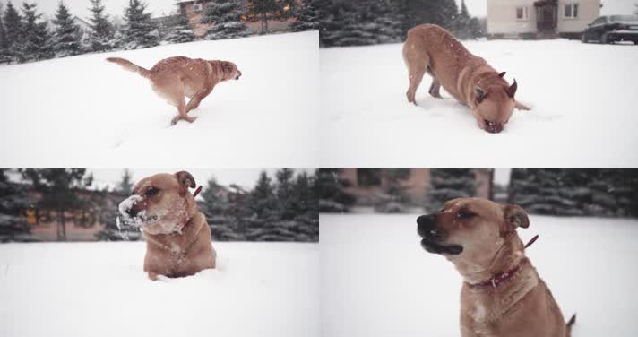 小狗雪地玩耍，小狗奔跑