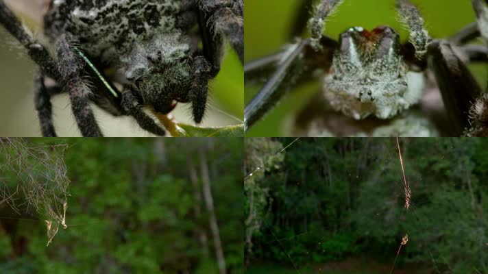原始森林蜘蛛捕食蜻蜓