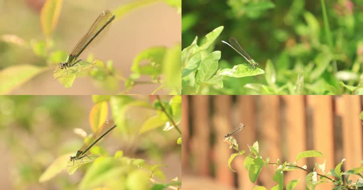 蜻蜓 美丽昆虫  清新大自然