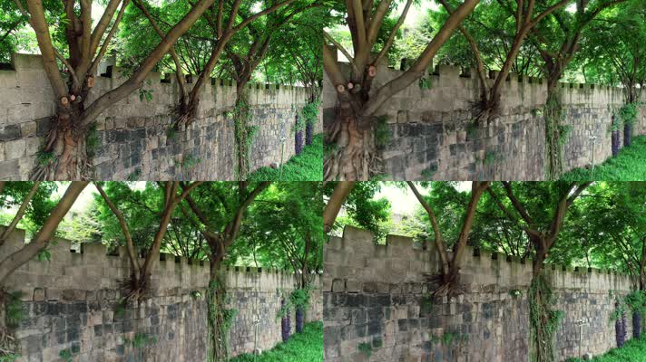 绿色篱笆植物空镜生长的围墙