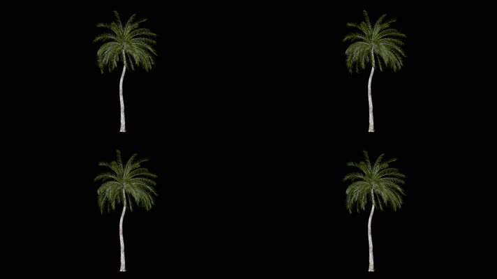 【透明通道】风吹椰子树1