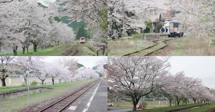 日本樱花，唯美樱花，樱花火车