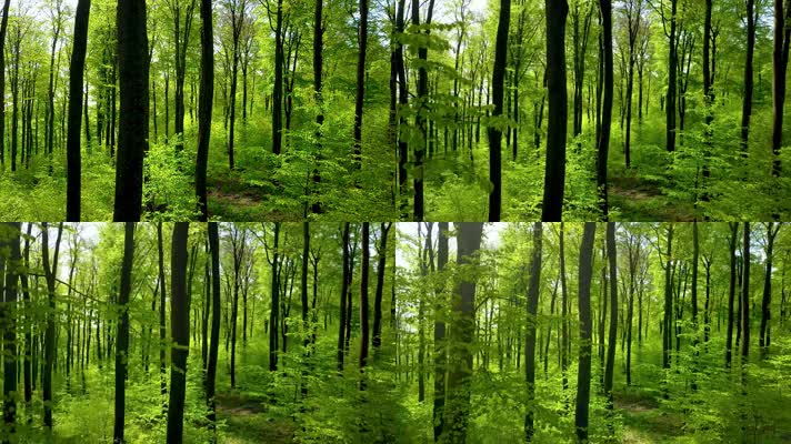 森林自然风景，唯美静谧宁静