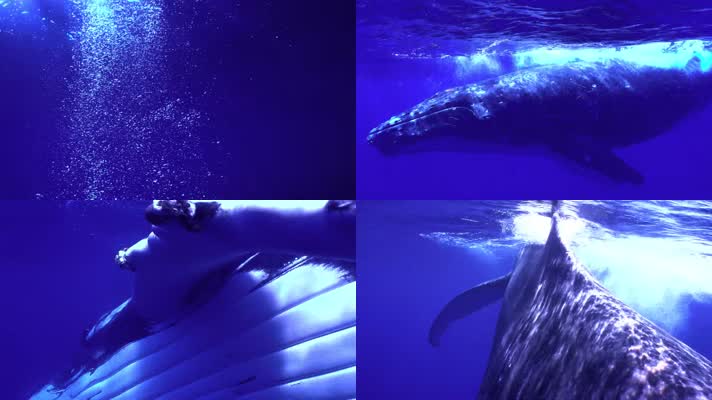 鲸鱼多角度游动