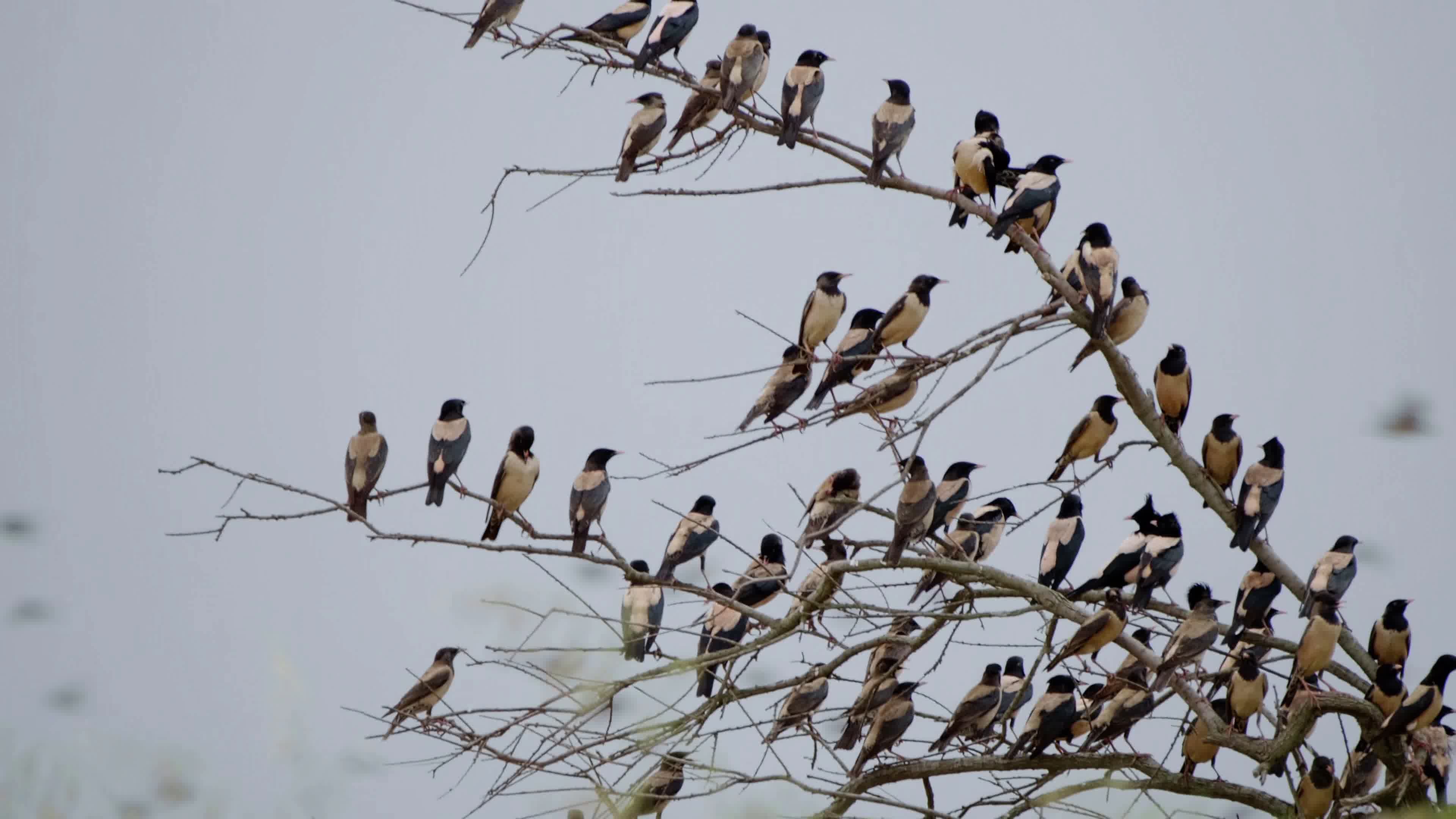 群鸟展翅高飞鸟类动物飞翔摄影图配图高清摄影大图-千库网