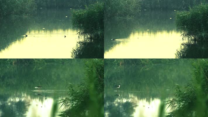 水鸟 湿地公园 保护动物 珍惜动物 环保