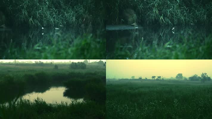 清晨沼泽 湿地公园 湿地 渭河湿地 水鸟