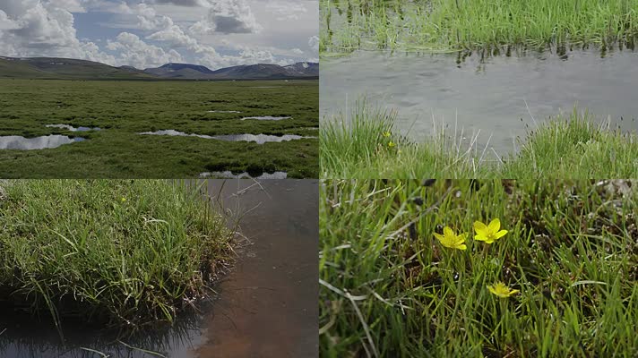 湿地-沼泽-草地-草原-水源涵养