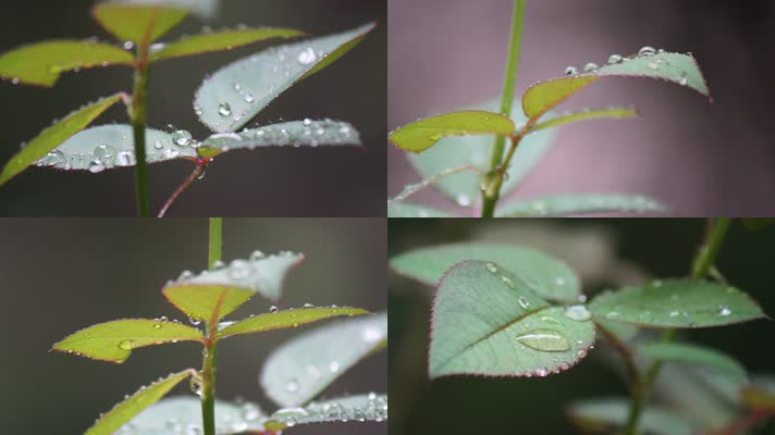 雨中绿叶上的水珠-雨滴