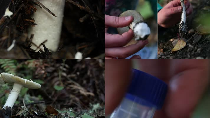 天然野生，各种蘑菇菌类