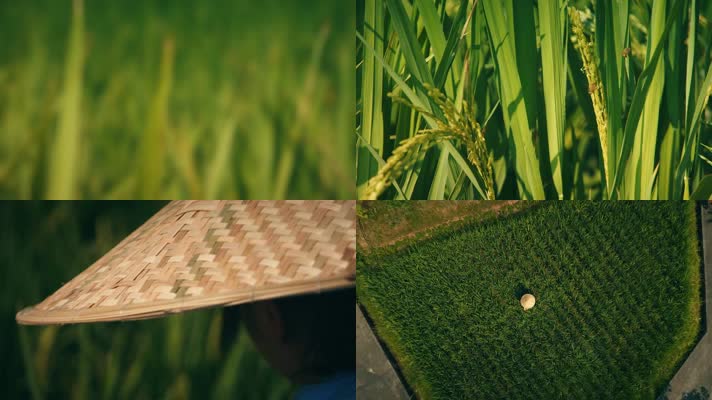 种水稻－南方农妇种水稻