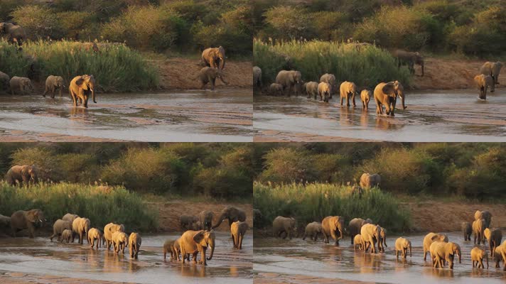 非洲象群大象动物世界