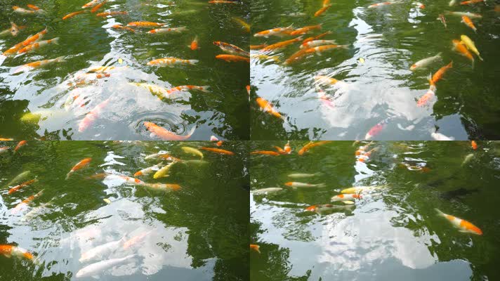  池塘观赏鱼