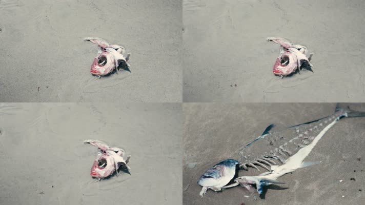 环境污染死掉的鱼