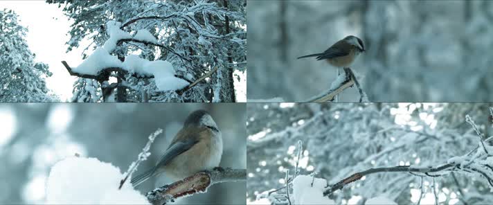 大雪覆盖枝头小鸟