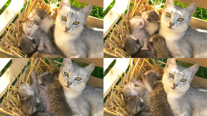 【4K】猫妈妈和小猫