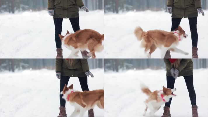 冬季下雪雪地小狗玩耍