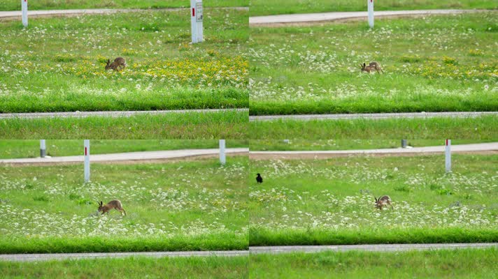 可爱兔子，野兔奔跑