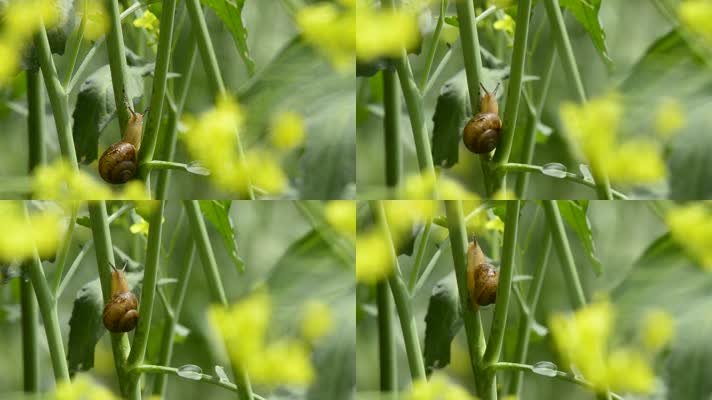 油菜花与蜗牛